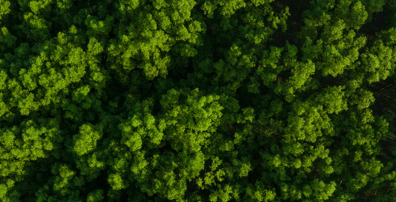 Bewusst einkaufen: Im Einklang mit Umwelt und Geldbörse